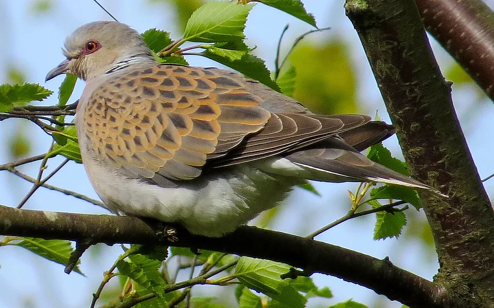 European Turtle-Dove (Streptopelia turtur) — photo 1 of 4