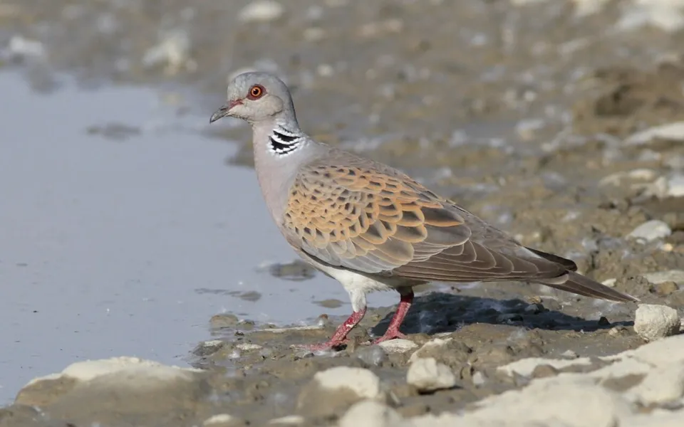 European Turtle-Dove (Streptopelia turtur) — photo 4 of 4