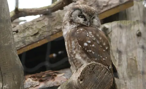 Boreal Owl (Aegolius funereus) — photo 2 of 4
