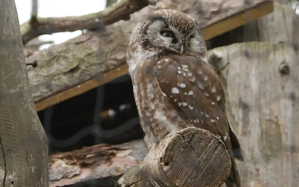 Boreal Owl (Aegolius funereus) — photo 2 of 4