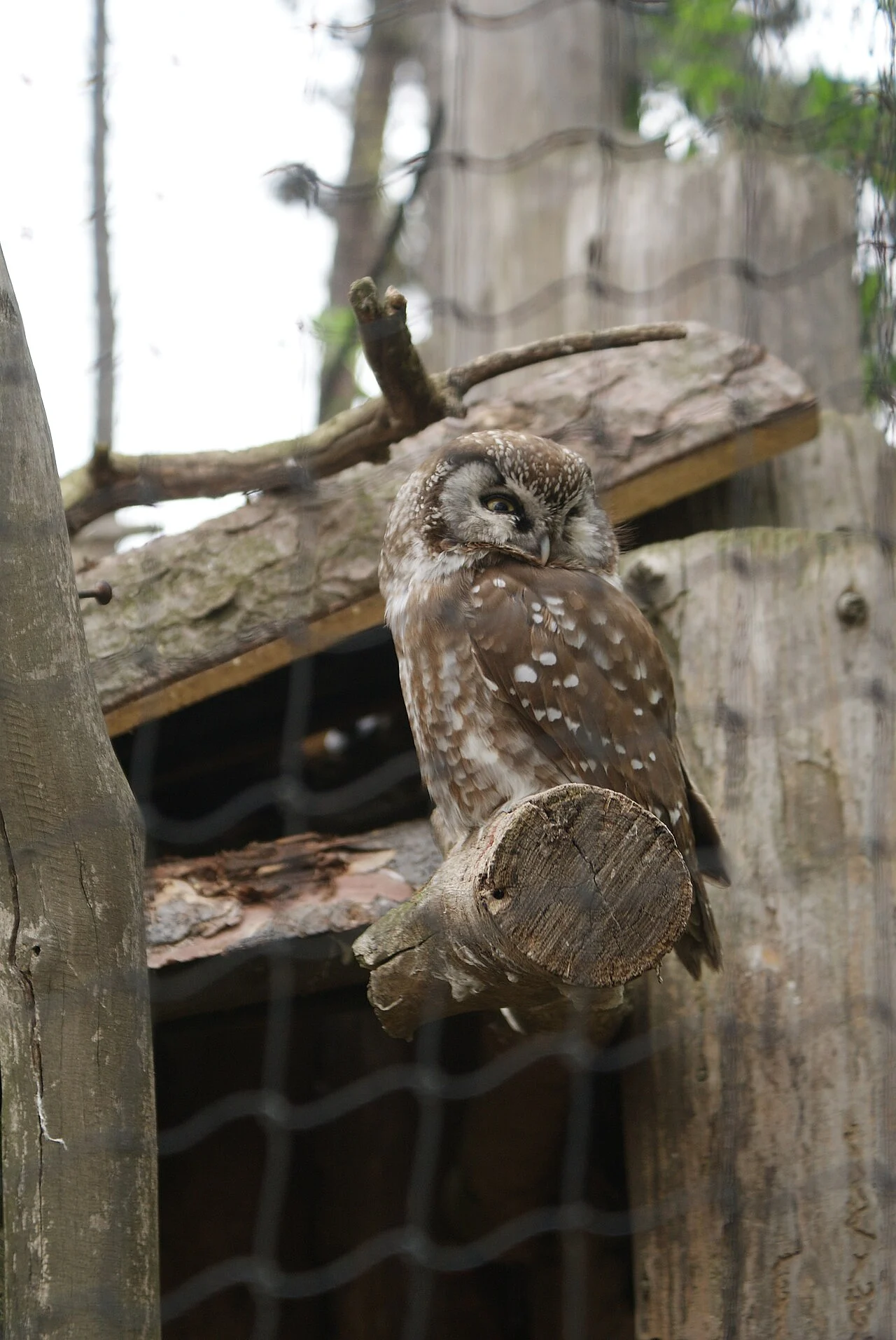 Boreal Owl (Aegolius funereus) — photo 2 of 4