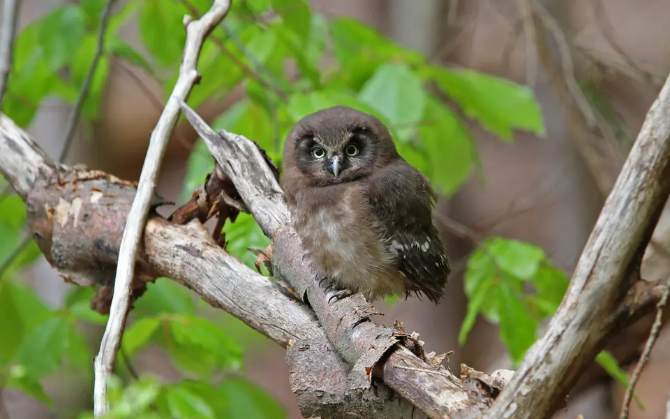 Boreal Owl (Aegolius funereus) — photo 4 of 4