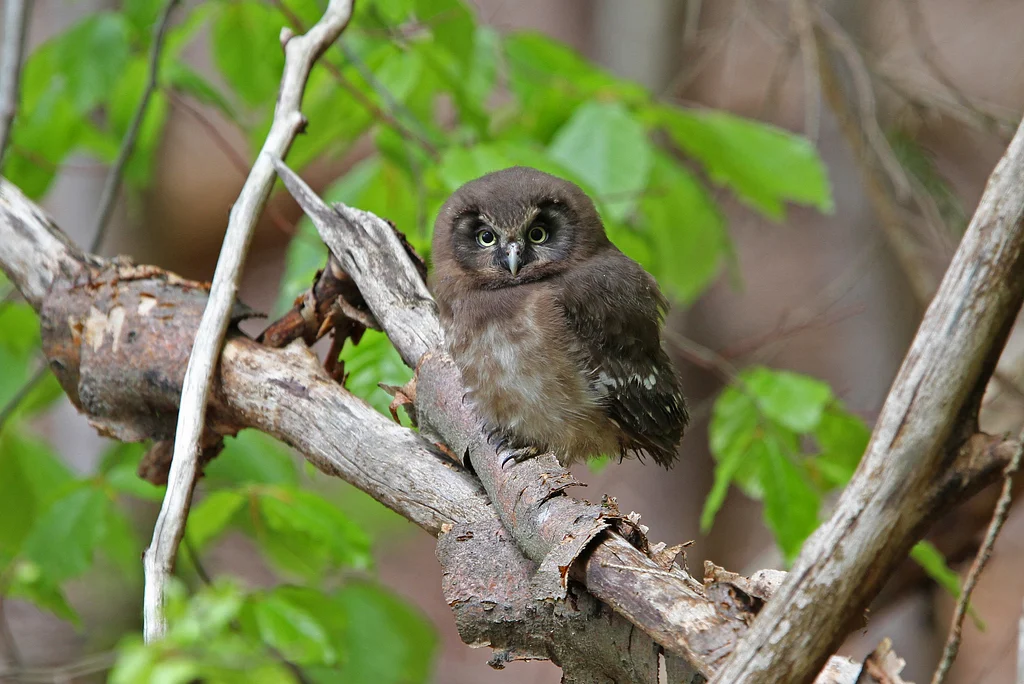 Boreal Owl (Aegolius funereus) — photo 4 of 4