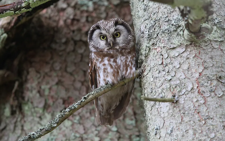 Boreal Owl (Aegolius funereus) — photo 3 of 4