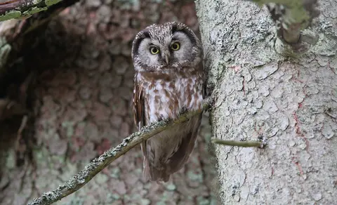 Boreal Owl (Aegolius funereus) — photo 3 of 4