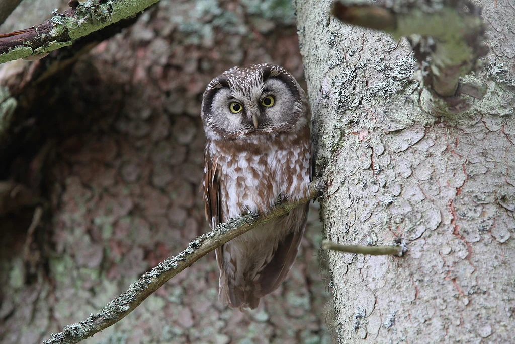 Boreal Owl (Aegolius funereus) — photo 3 of 4