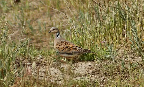 European Turtle-Dove (Streptopelia turtur) — photo 2 of 4