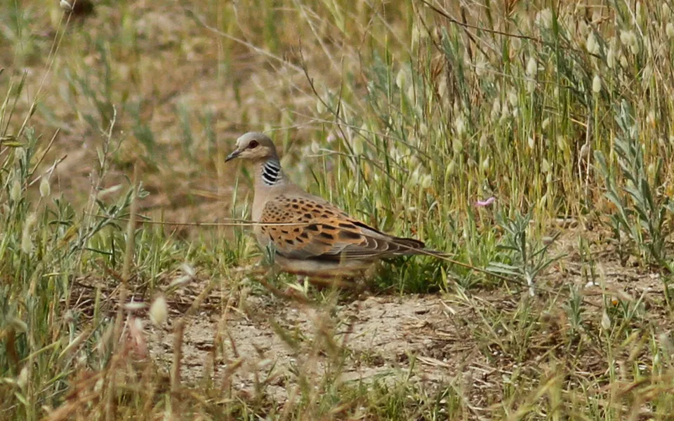 European Turtle-Dove (Streptopelia turtur) — photo 2 of 4