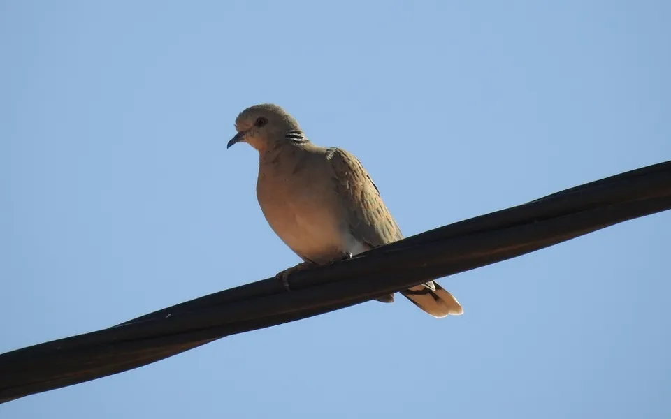 European Turtle-Dove (Streptopelia turtur) — photo 3 of 4