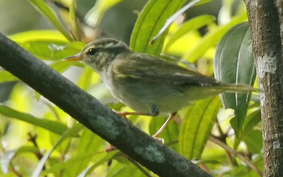 Arctic Warbler (Phylloscopus borealis) — photo 1 of 2