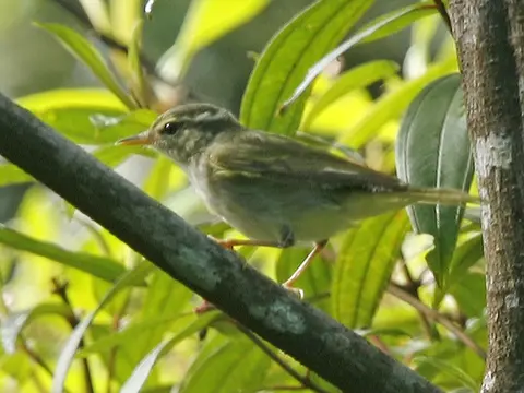 Arctic Warbler