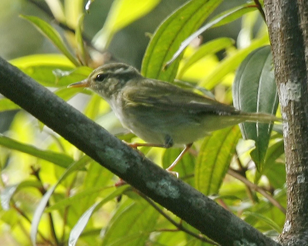 Arctic Warbler (Phylloscopus borealis) — photo 1 of 2
