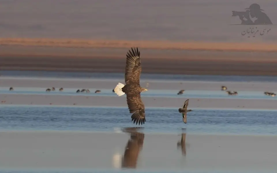 White-tailed Eagle (Haliaeetus albicilla) — photo 4 of 4