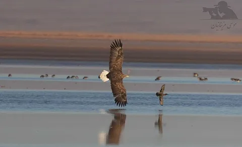 White-tailed Eagle