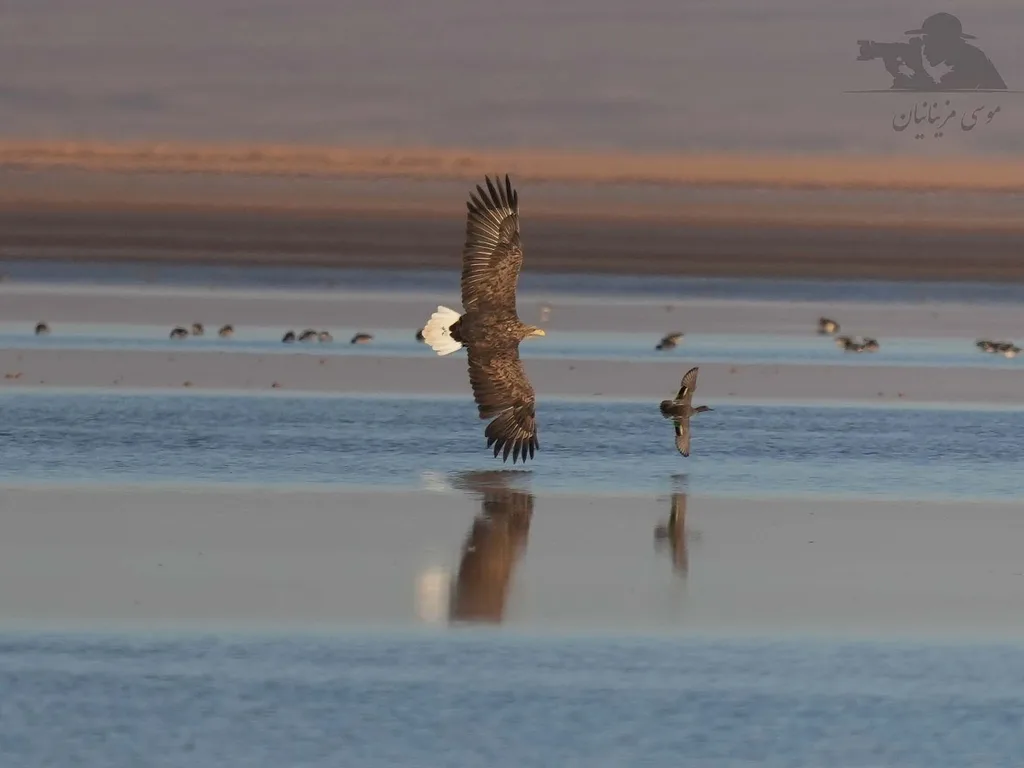 White-tailed Eagle