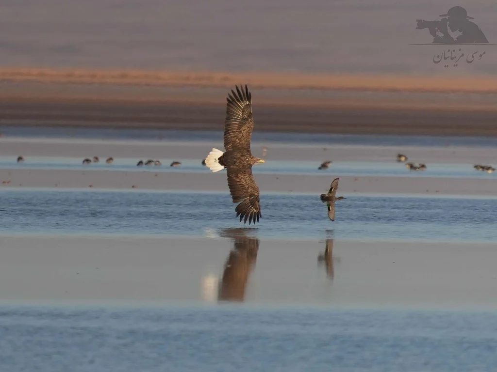 White-tailed Eagle