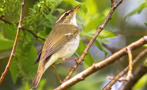 Arctic Warbler (Phylloscopus borealis) — photo 2 of 2