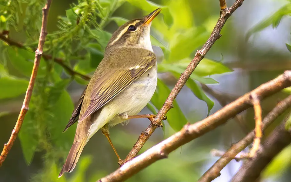 Arctic Warbler (Phylloscopus borealis) — photo 2 of 2