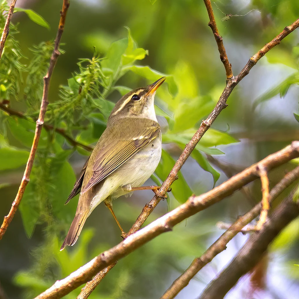 Arctic Warbler (Phylloscopus borealis) — photo 2 of 2