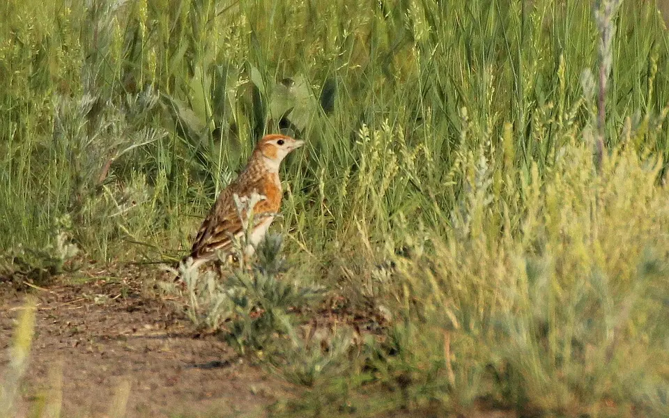 White-winged lark (Alauda leucoptera) — photo 2 of 3