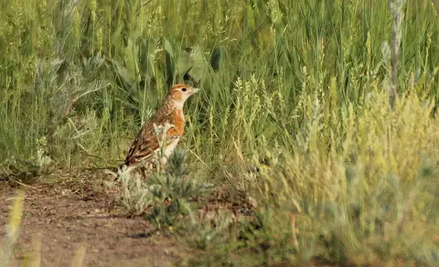 White-winged lark (Alauda leucoptera) — photo 2 of 3