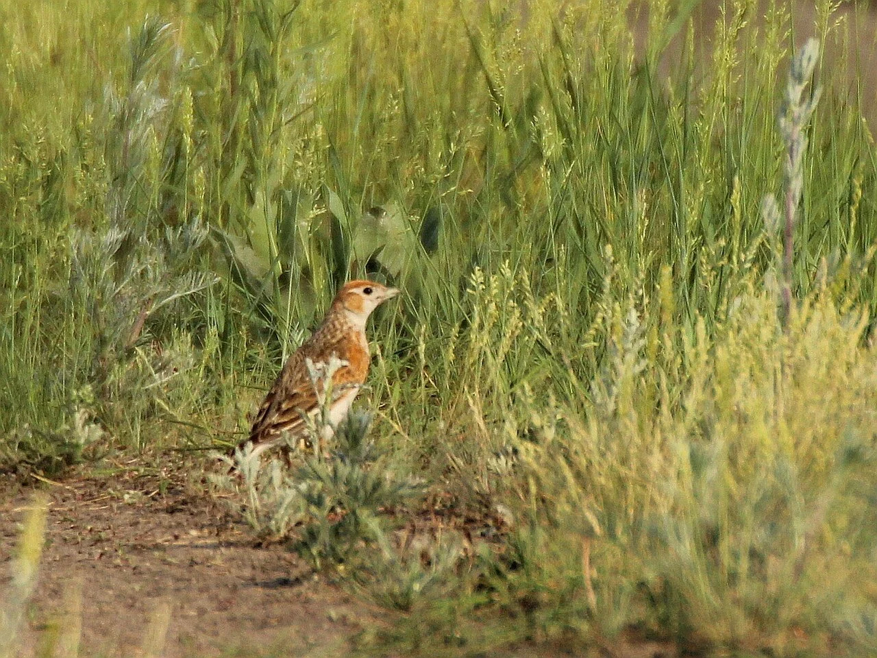 White-winged lark (Alauda leucoptera) — photo 2 of 3