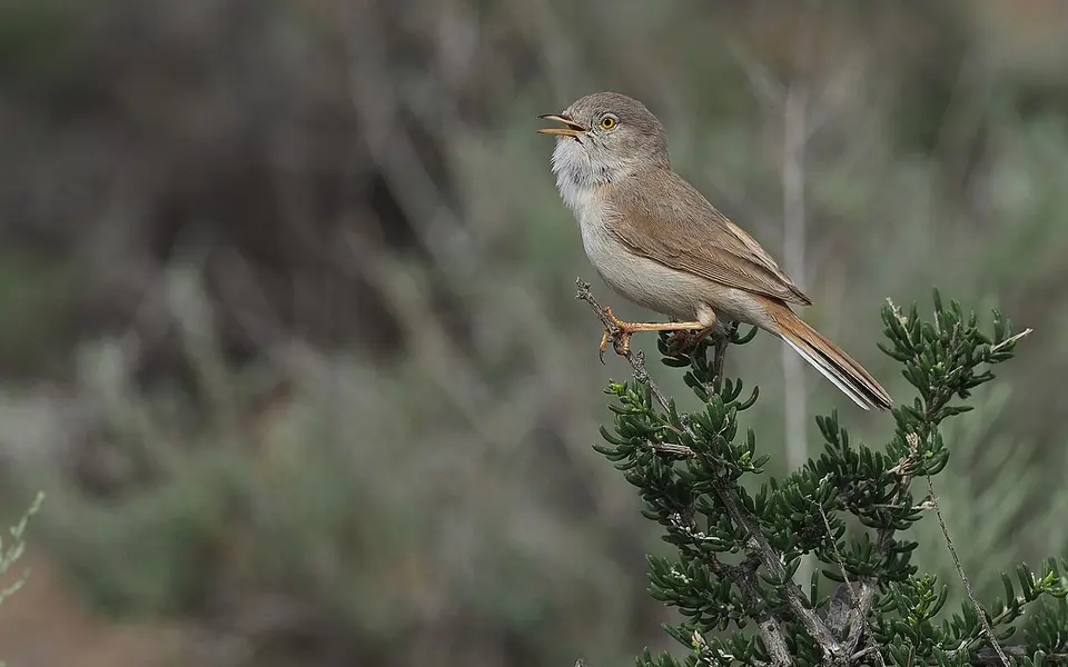 Asian Desert Warbler (Curruca nana) — photo 1 of 8