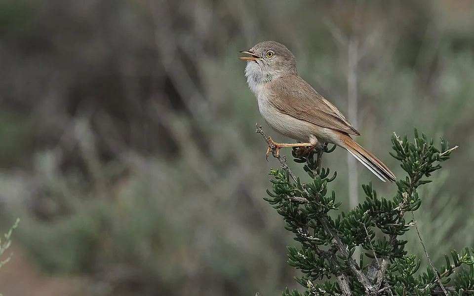 Asian Desert Warbler