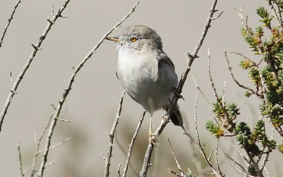 Asian Desert Warbler (Curruca nana) — photo 5 of 8