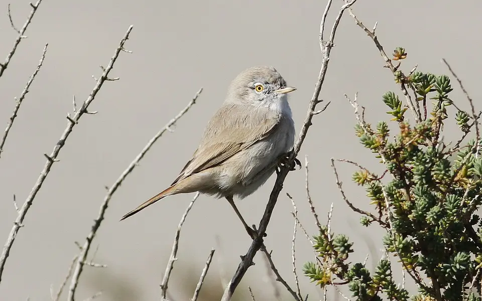 Asian Desert Warbler (Curruca nana) — photo 6 of 8
