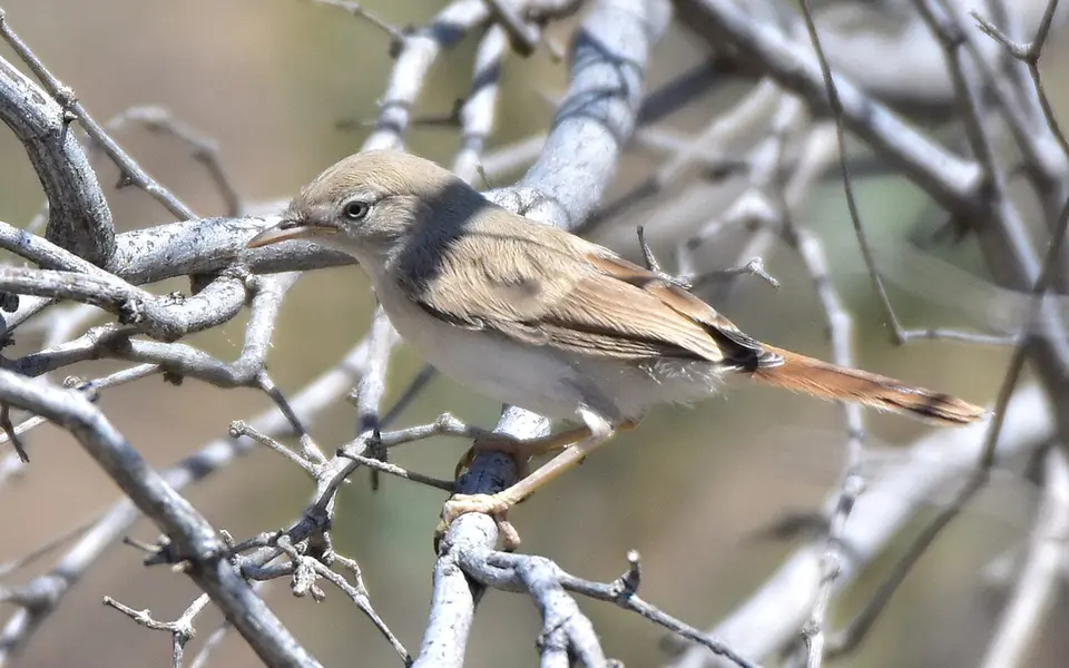 Asian Desert Warbler (Curruca nana) — photo 3 of 8