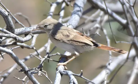 Asian Desert Warbler (Curruca nana) — photo 3 of 8