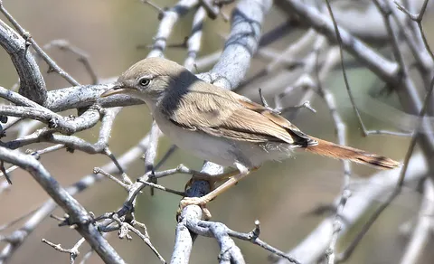 Asian Desert Warbler