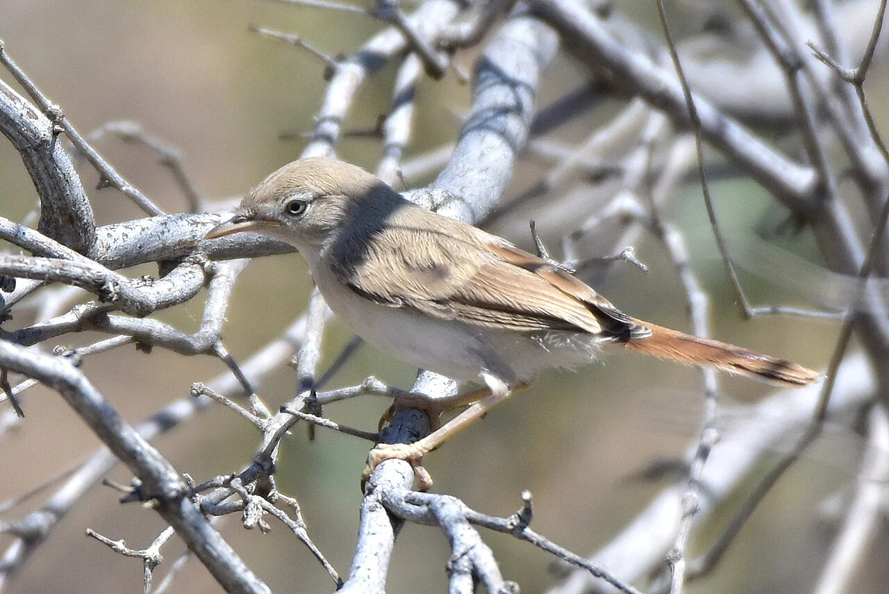 Asian Desert Warbler