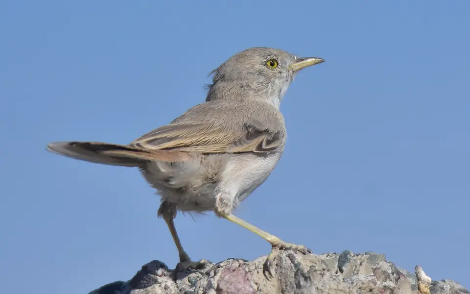 Asian Desert Warbler (Curruca nana) — photo 4 of 8