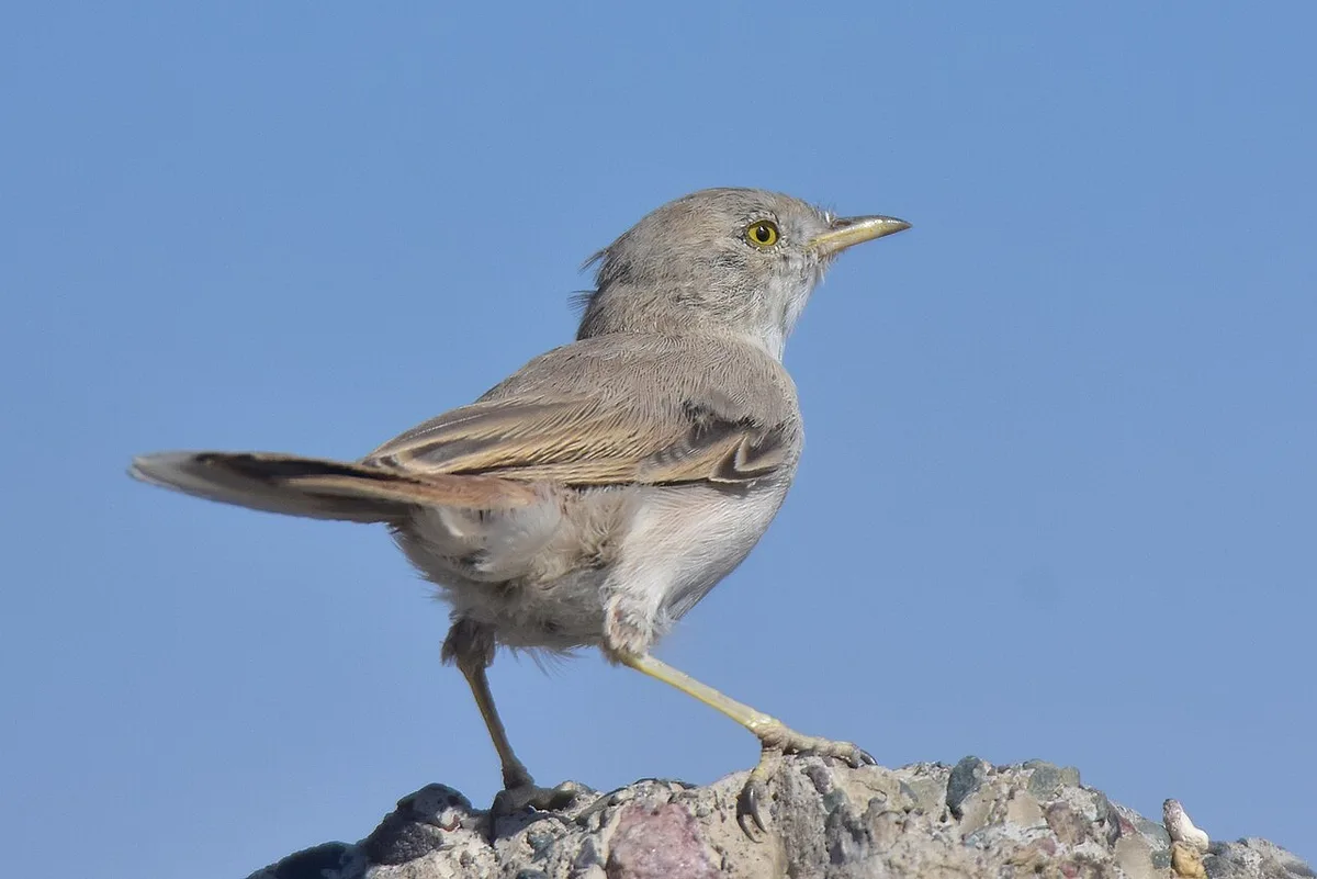 Asian Desert Warbler