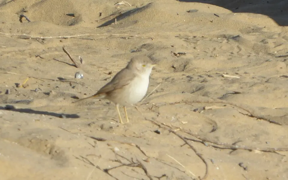 Asian Desert Warbler (Curruca nana) — photo 8 of 8