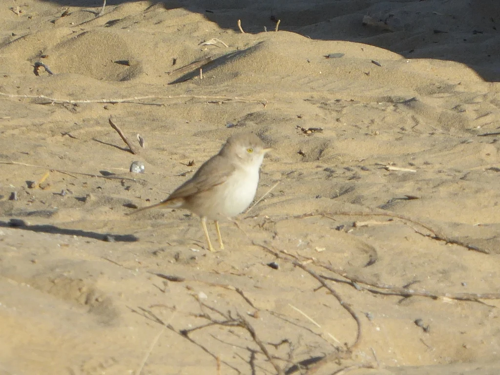 Asian Desert Warbler