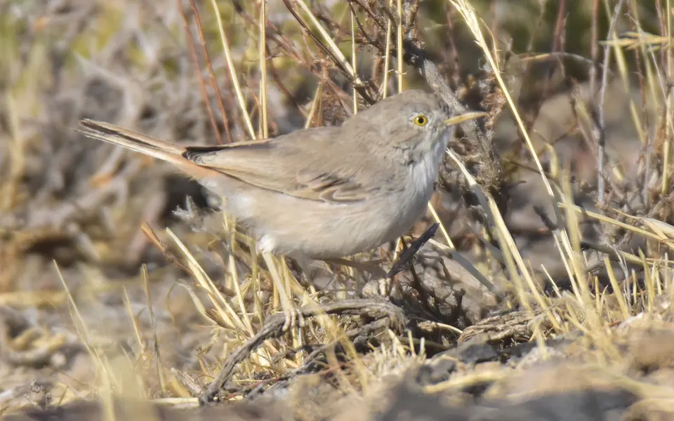 Asian Desert Warbler (Curruca nana) — photo 7 of 8