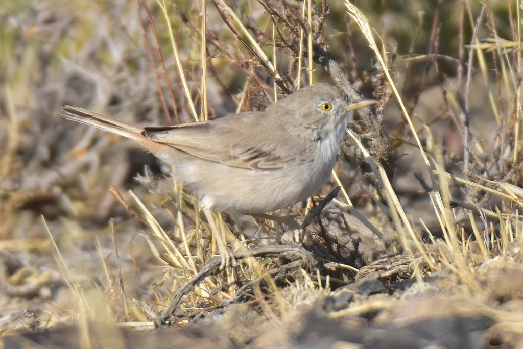 Asian Desert Warbler