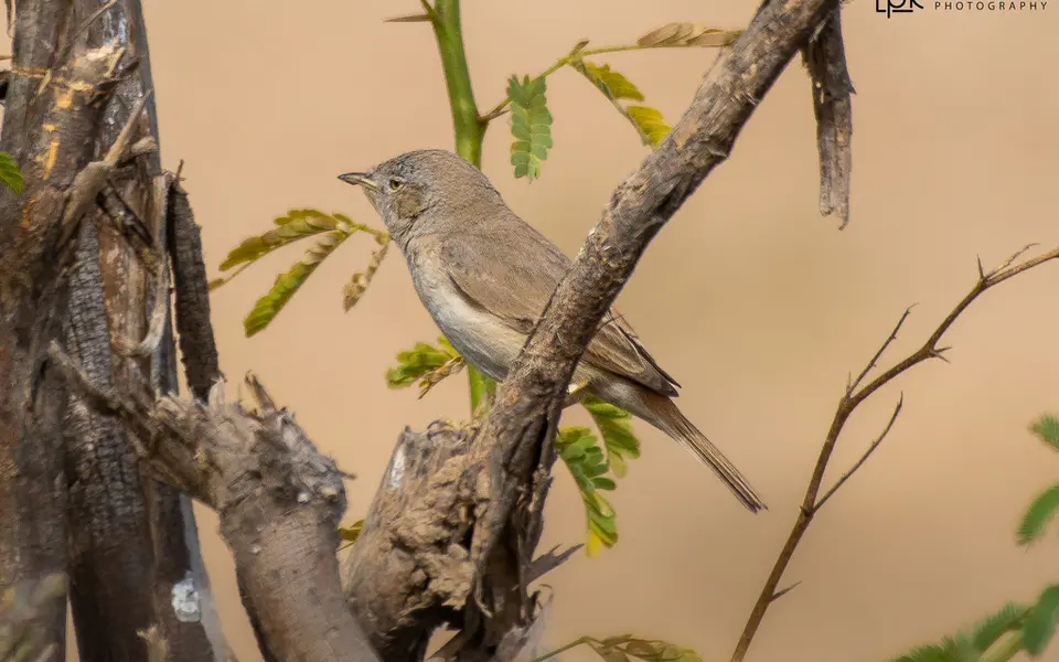 Asian Desert Warbler (Curruca nana) — photo 2 of 8