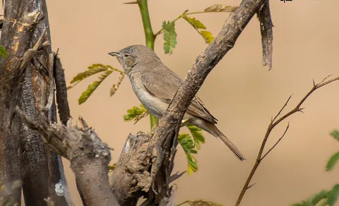 Asian Desert Warbler