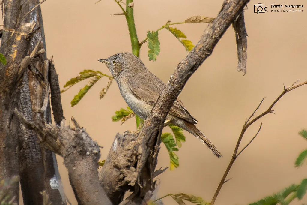 Asian Desert Warbler