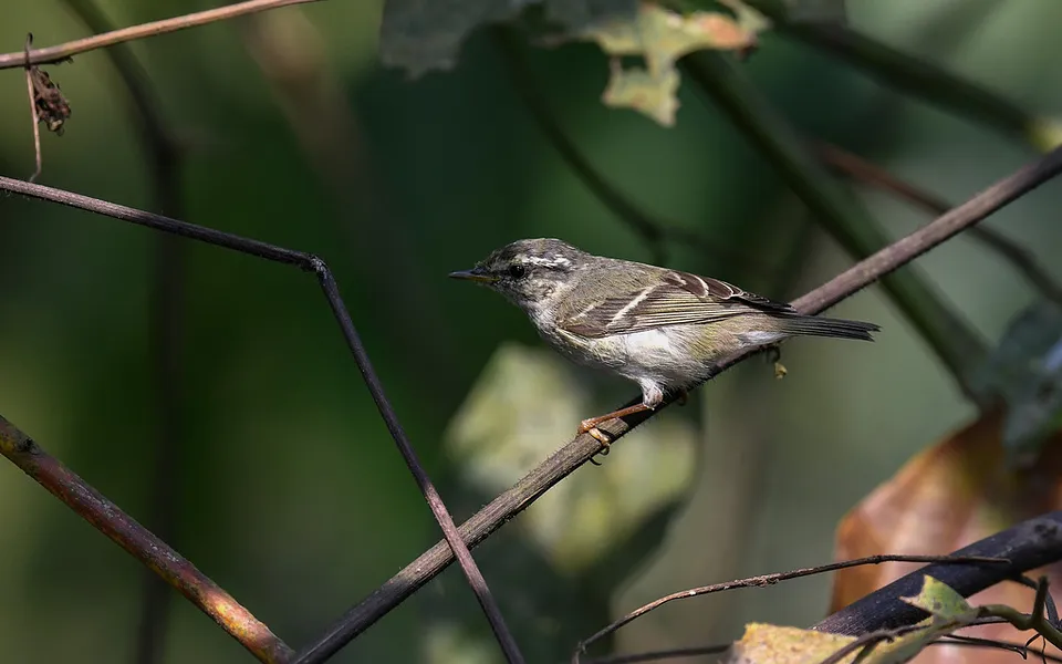 Yellow-browed Warbler (Phylloscopus inornatus) — photo 1 of 2