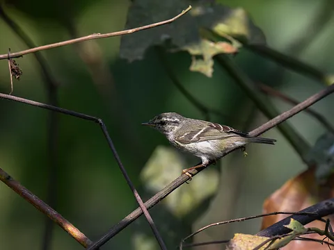 Yellow-browed Warbler