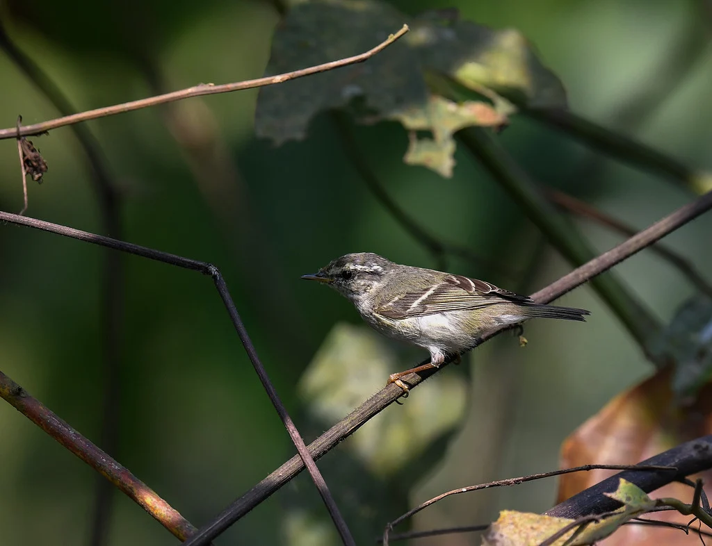 Yellow-browed Warbler (Phylloscopus inornatus) — photo 1 of 2
