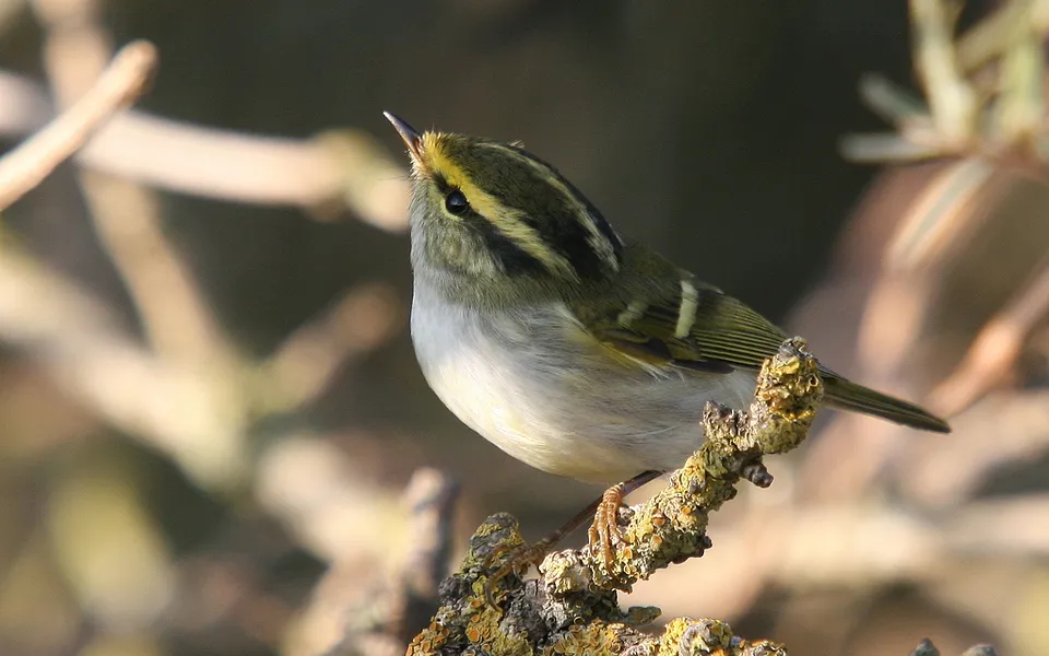 Pallas's Leaf Warbler (Phylloscopus proregulus) — photo 1 of 5