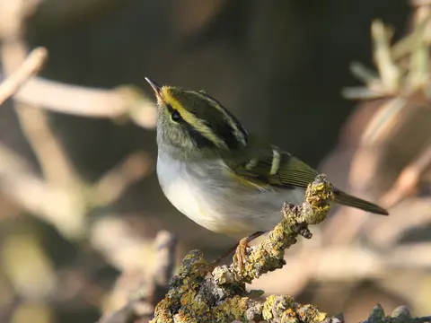 Pallas's Leaf Warbler