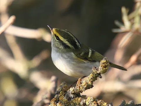 Pallas's Leaf Warbler