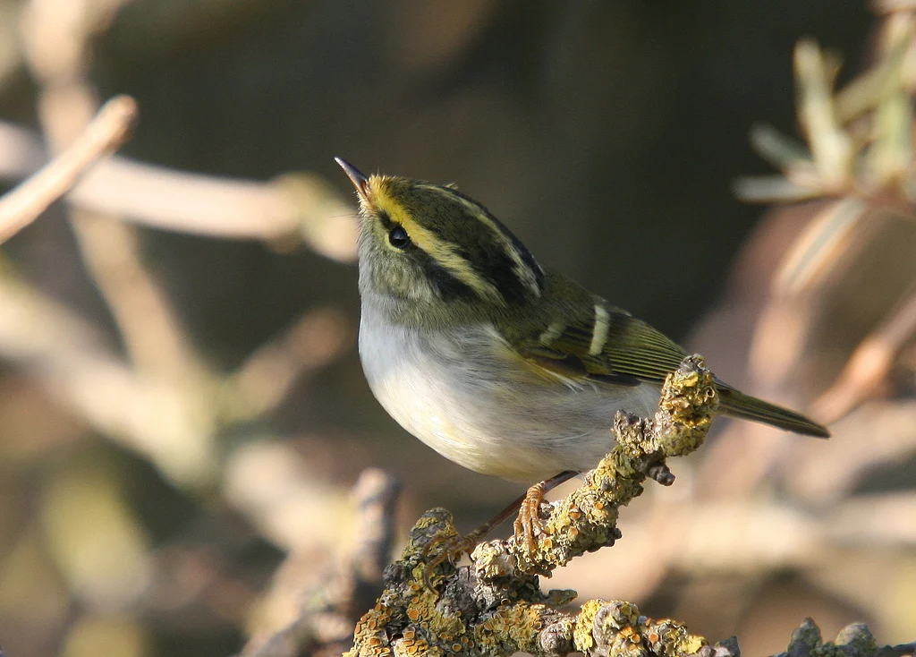 Pallas's Leaf Warbler (Phylloscopus proregulus) — photo 1 of 5